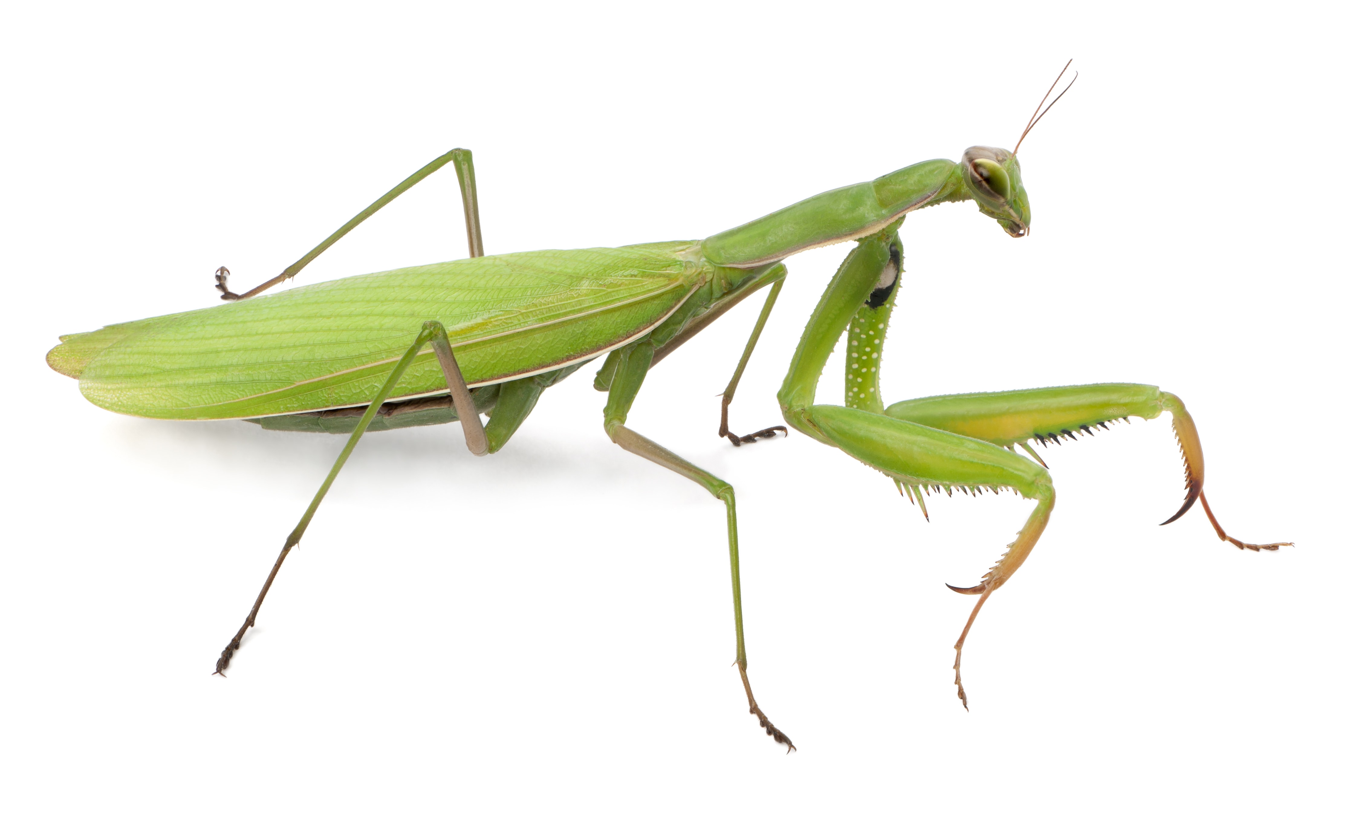 Praying mantis