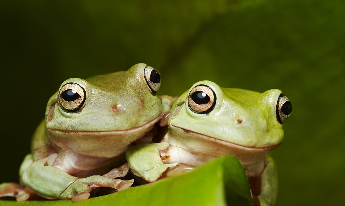 Australian green tree frogs