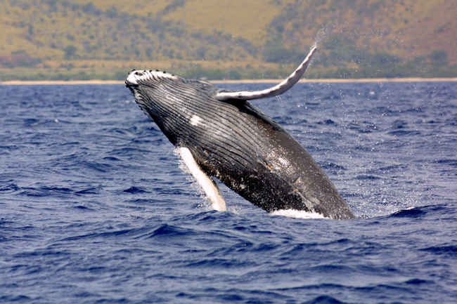 humpback-whale